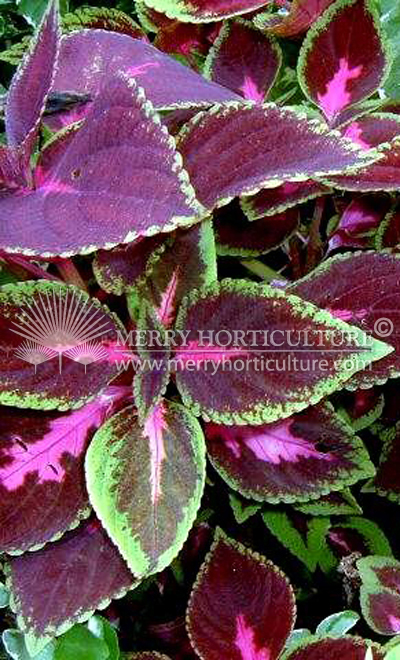 Coleus blumei sp